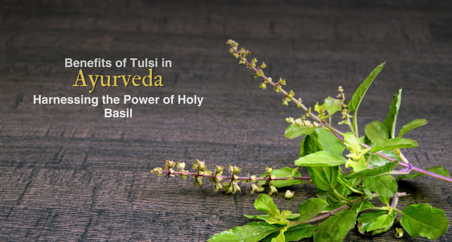 Benefits of Tulsi in Ayurveda: Harnessing the Power of Holy Basil