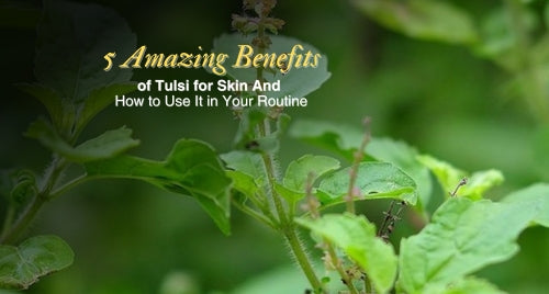 5 Amazing Benefits of Tulsi for Skin And How to Use It in Your Routine